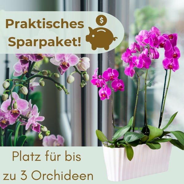 Praktisches Sparpaket mit Orchideen in einem Topf für bis zu 3 Orchideen