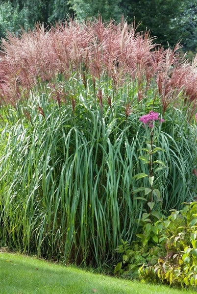 Miscanthus sinensis 'Große Fontäne', Chinaschilf, ca. 11x11 cm Topf