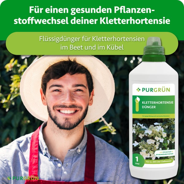 Flüssigdünger für Kletterhortensien von Purgrün in der 1 Liter Flasche für Beet und Kübel mit Stickstoff und Spurennährstoffen.