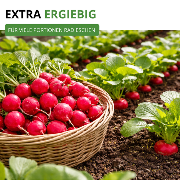 Ein Weidenkorb voller frisch geernteter Radieschen für eine ergiebige Ernte in einem organisierten Gartenbeet mit wachsenden Pflanzen.