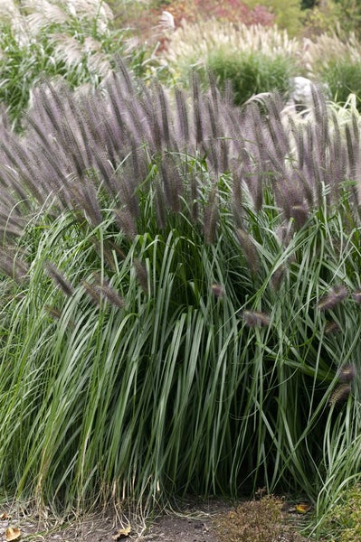 Pennisetum alopecuroides 'Moudry', Lampenputzergras, ca. 11x11 cm Topf