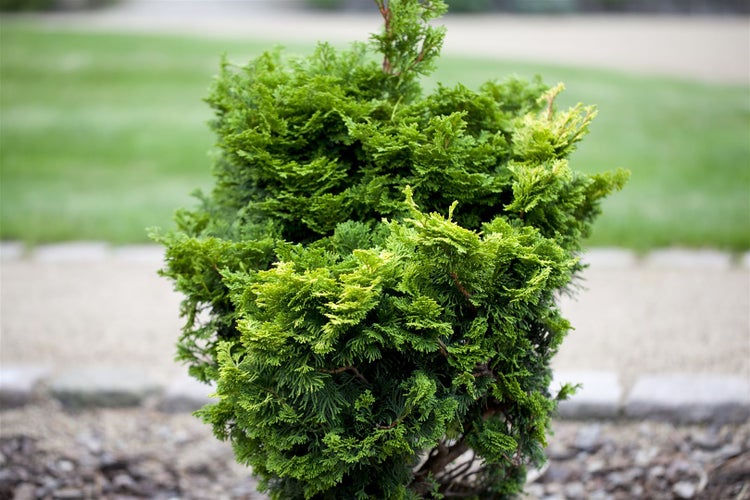 Chamaecyparis obtusa 'Nana Gracilis', Muschelzypresse, kompakt, 15–20 cm