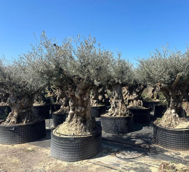 Olivenbaum ca. 200 Jahre alt mit knorrigem Stamm (Olea europaea)