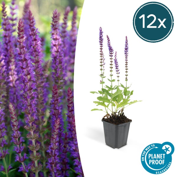 12 Stück violetter Steppensalbei Salvia nemorosa im Topf, nachhaltig produziert mit Planet Proof Zertifizierung.