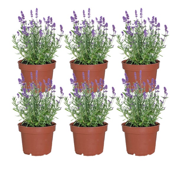 6er Box blaue Lavendel Pflanzen