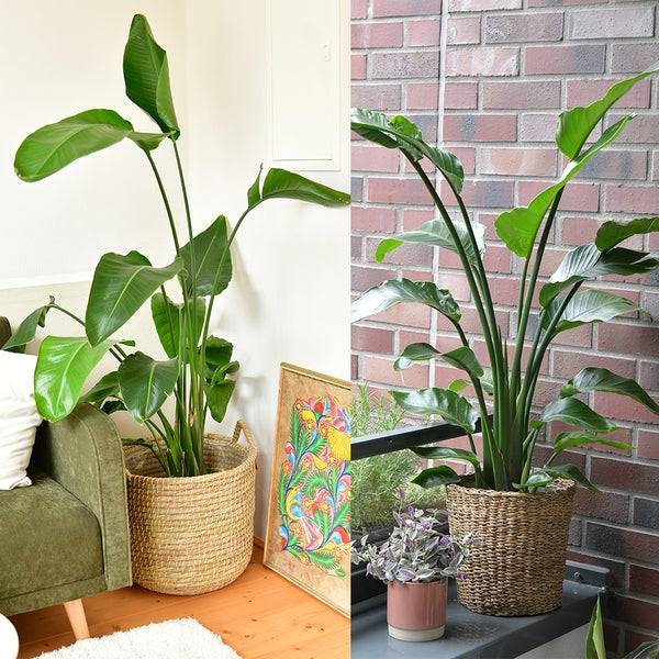 Strelitzie Strelitzia nicolai | XXL Zimmerpflanze 100–110 cm hoch | mit 2–3 Trieben im 21 cm-Topf | Pflegeleicht für Wohnzimmer
