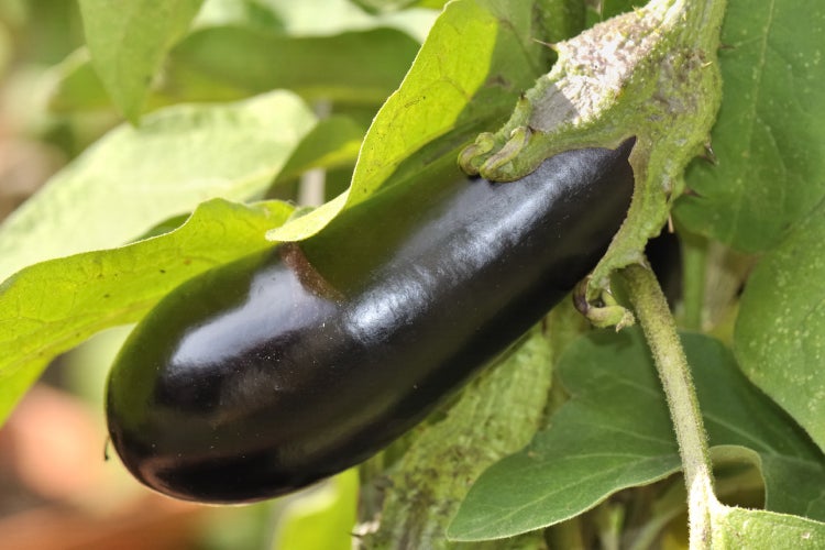 SAFLAX Garden to go - BIO - Aubergine - Long Purple - Solanum melongena - 20 Samen - Mit Topf, Klima - Deckel und Anzuchtsubstrat