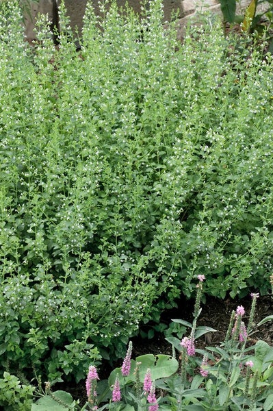 Calamintha nepeta 'White Cloud', Bergminze, weiß, ca. 9x9 cm Topf