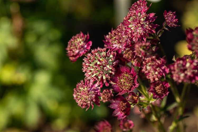 Astrantia major 'Moulin Rouge', Sterndolde, dunkelrot, ca. 11x11 cm Topf