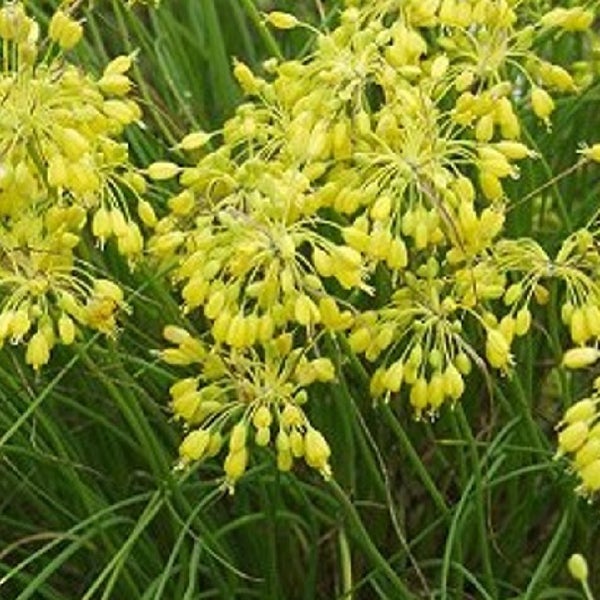 Nahaufnahme der gelben Blüten des Zierlauchs