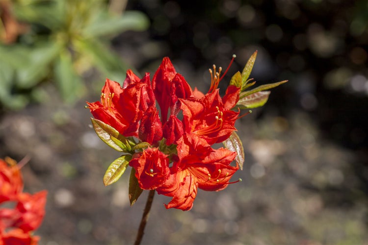Rhododendron luteum 'Royal Command', gelb, 30–40 cm