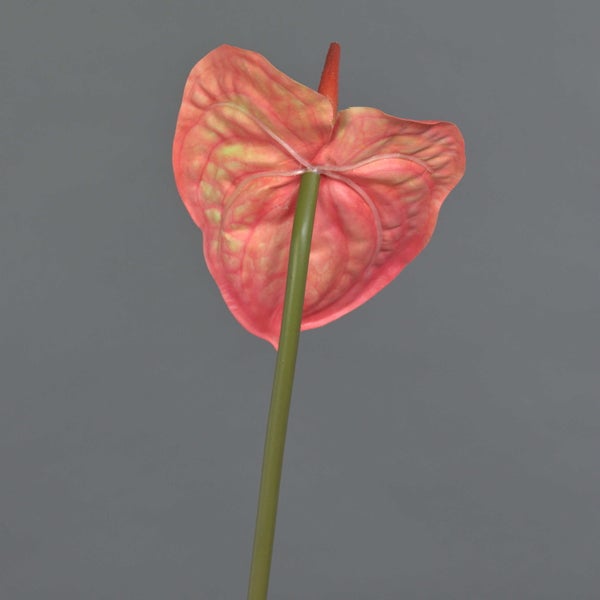 Detailansicht eines Anthurium-Hochblattes mit markanten Adern und Stielansatz.