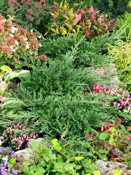 Juniperus horizontalis 'Prince of Wales', Kriech-Wacholder, 20–30 cm