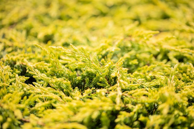 Juniperus communis 'Goldschatz', Wacholder, goldgelb, 20–25 cm