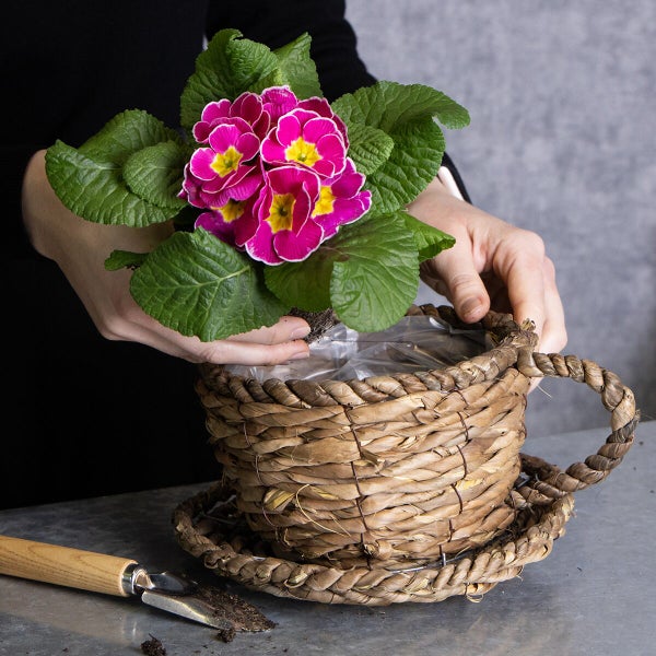 Eine Person pflanzt eine Primel in einen geflochtenen Weidenkorb in Form einer Tasse auf einem Arbeitstisch mit einer kleinen Gartenschaufel.