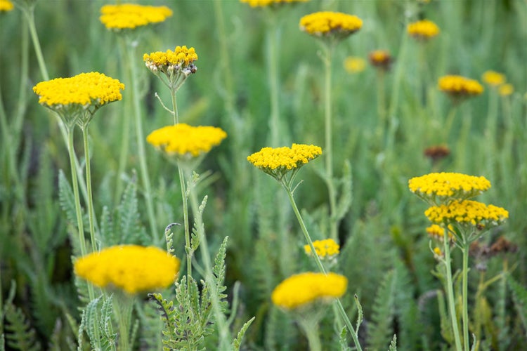 Gelbe Schafgarbe im Garten