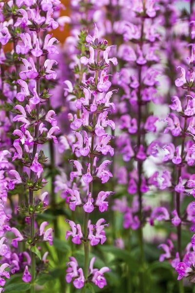 Salvia nemorosa 'Rose Queen', Steppensalbei, rosa, ca. 9x9 cm Topf