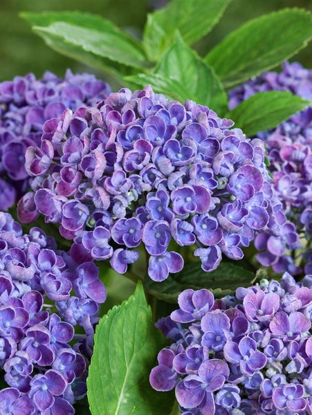 Hydrangea macrophylla 'Hovaria® Hopcorn', Hortensie, 30–40 cm