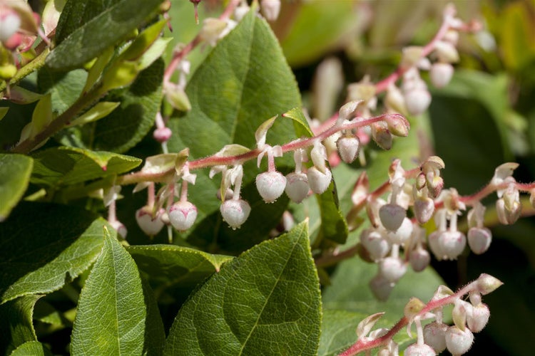 Nahaufnahme der glockenförmigen Blüten einer Leucothoe Pflanze mit grünen Blättern.