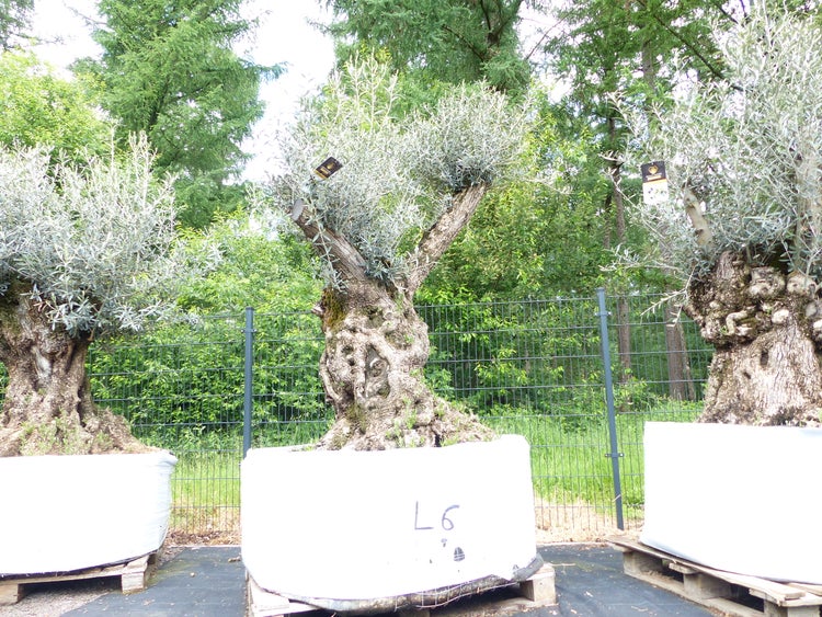 genau dieser Baum L6 Olivenbaum 240 cm, knorrige alte urige Olive winterhart