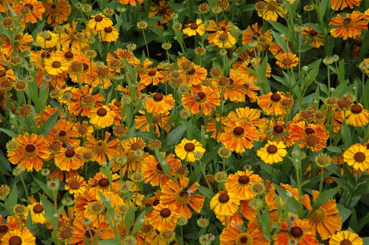 Helenium x cult.'Waltraud', Sonnenbraut, orange-gelb, ca. 11x11 cm Topf