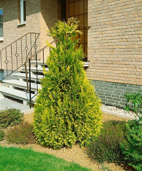 Chamaecyparis lawsoniana 'Golden Wonder', gelbgrün, 60–80 cm