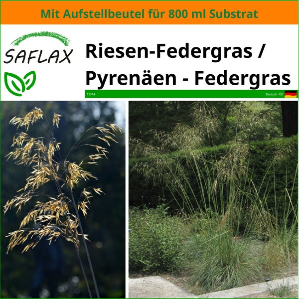 SAFLAX Garden in the bag - Riesen-Federgras / Pyrenäen - Federgras - Stipa gigantea - 10 Samen - Mit Anzuchtsubstrat im praktischen, selbst aufstellenden Beutel