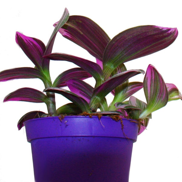 Exotenherz Dreimasterblume Tradescantia Nanouk pflegeleichte hängende Zimmerpflanze 9cm Topf pink