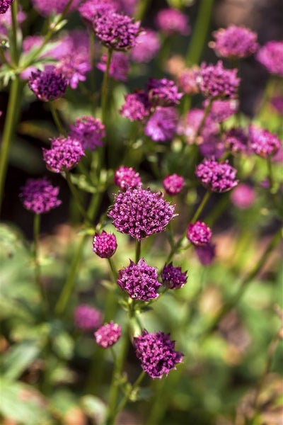 Astrantia major, Sterndolde, rosa, ca. 9x9 cm Topf