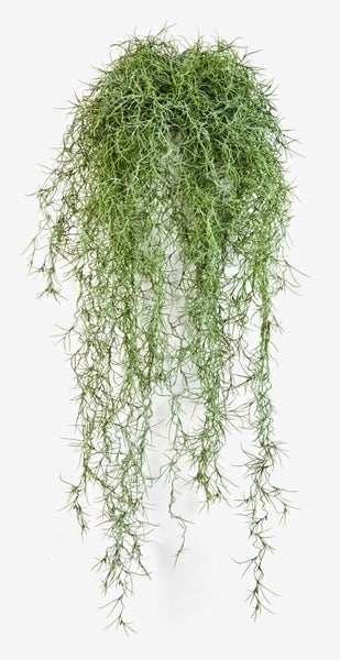 Dichtes Bündel aus grünem Spanischem Moos mit feinen, verschlungenen Strängen.