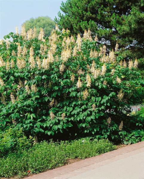 Aesculus parviflora, Strauchkastanie, 60 cm Stammhöhe, weiß blühend