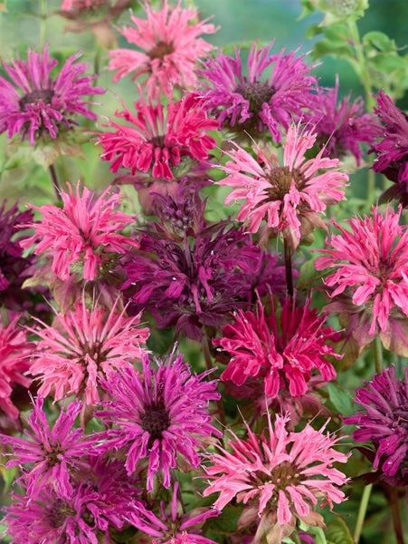 Monarda didyma, Indianernessel, rot, ca. 9x9 cm Topf