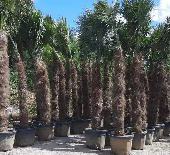 PALME TRACHYCARPUS FORTUNEI HÖHE 350CM Winterhärte: bis –19 °C (WHZ 7)