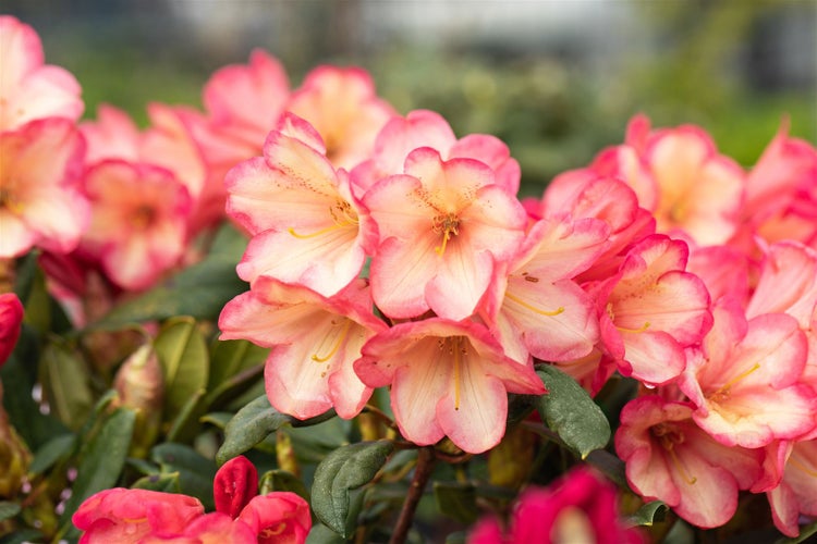 Rhododendron yakushimanum 'Barbarella', rosa Blüten, 30–40 cm