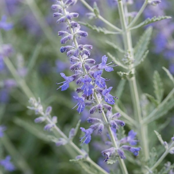 Blauraute mit lavendelblauen Blüten an silbrig-grünen Stielen.