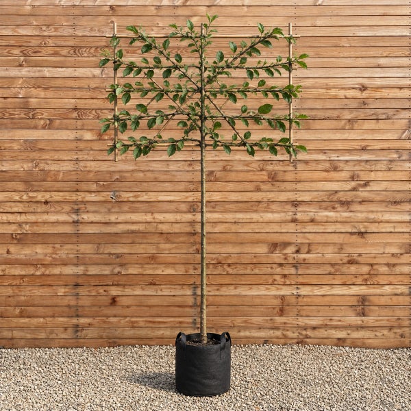 Apfelbaum als Spalierform erzogen in einem Pflanzsack vor einer Holzfassade