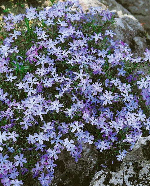 Blaukissenstaude mit zahlreichen Blüten