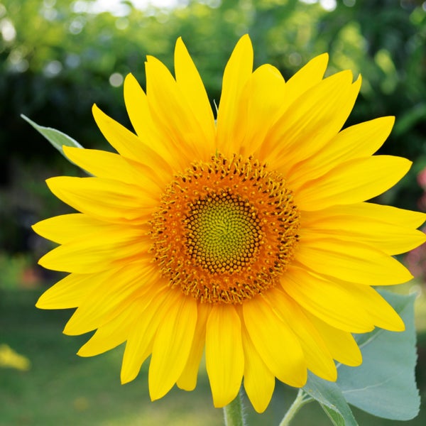 Blühende Sonnenblume mit gelben Blütenblättern und detaillierter Mitte im Garten.