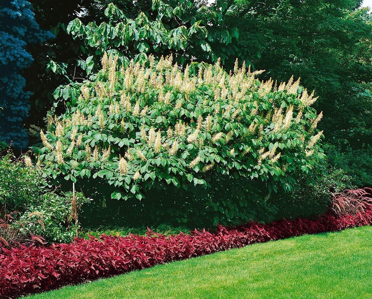 Aesculus parviflora, Strauchkastanie, 60 cm Stammhöhe, weiß blühend