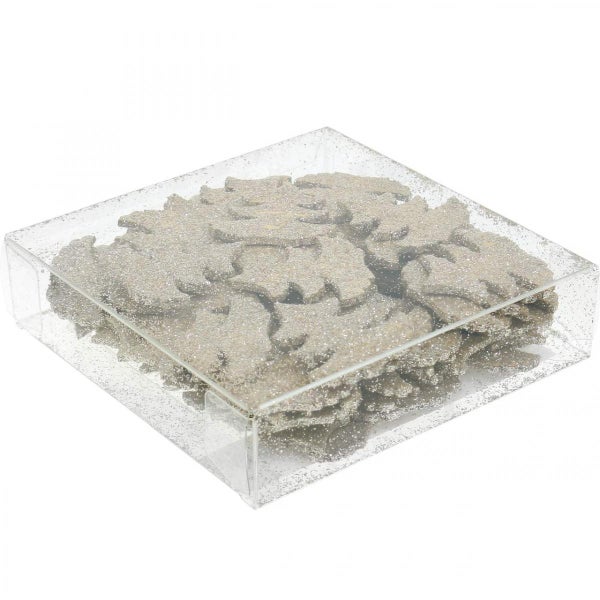 Dekorative Baumscheiben aus Holz in einer transparenten Box