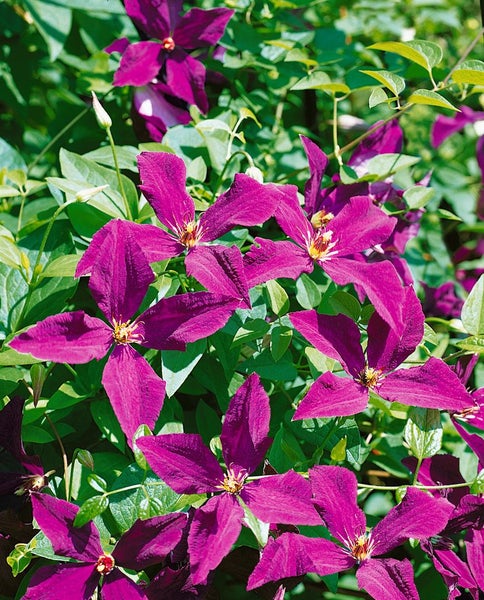 Clematis viticella 'Polish Spirit', violett, 80–100 cm