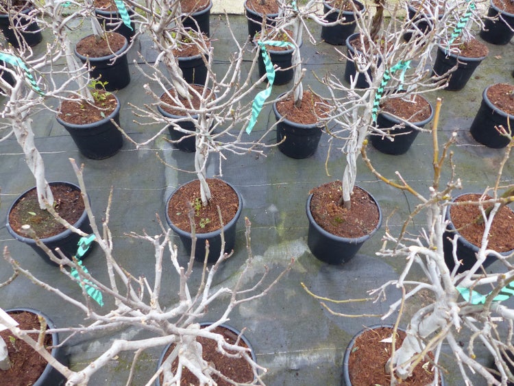Feigenbaum - hell UND dunkel - in 1 Topf, Obstbaum, winterhart, Ficus Carica, Feige