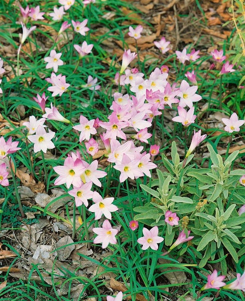 Nahaufnahme von rosa Zierlauchblüten im Garten.