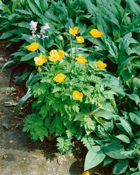 Papaver alpinum ssp. alpinum, Alpenmohn, ca. 9x9 cm Topf