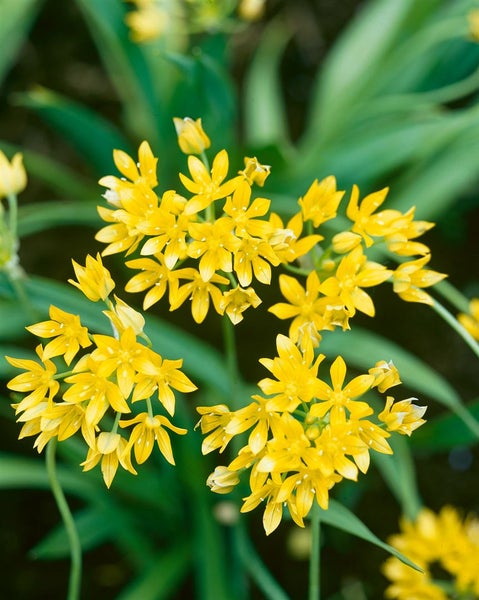 Allium moly, Goldlauch, leuchtend gelb, ca. 9x9 cm Topf