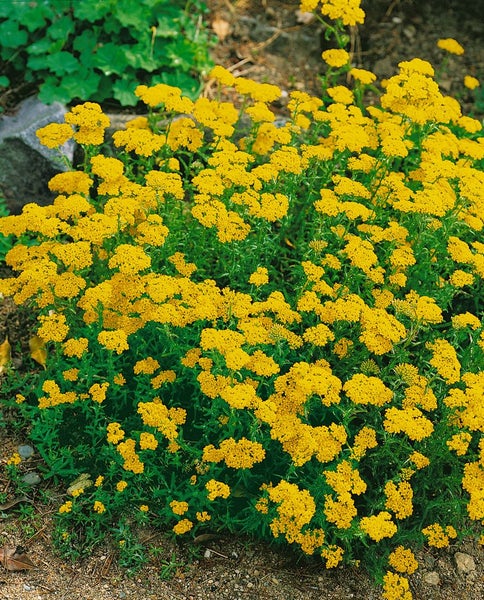 Achillea tomentosa, Teppich-Schafgarbe, gelb, ca. 9x9 cm Topf