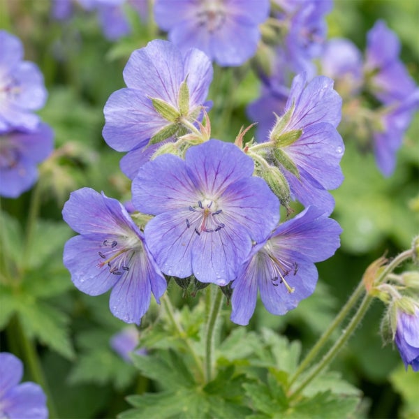 Blühender Prachtstorchschnabel Geranium