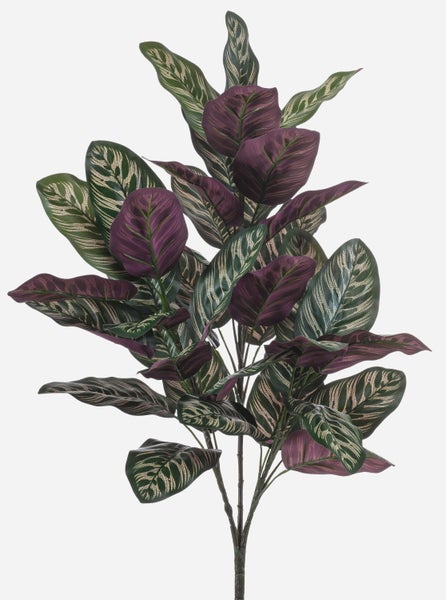 Nahaufnahme gemusterter Blätter einer Kunstpflanze Calathea. Die Blattunterseite ist dunkelviolett mit sichtbaren Blattadern.