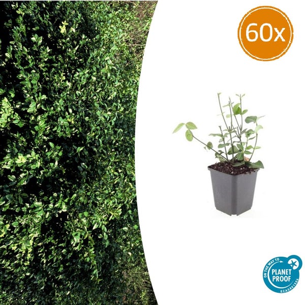 60 Stück Liguster Heckenpflanzen im Topf mit Planet Proof Siegel für nachhaltige Produktion sowie eine gewachsene Hecke.