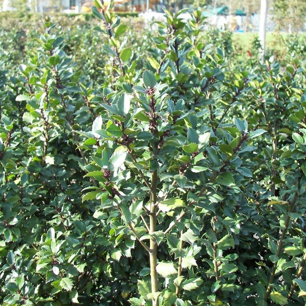 Stechpalme im Garten